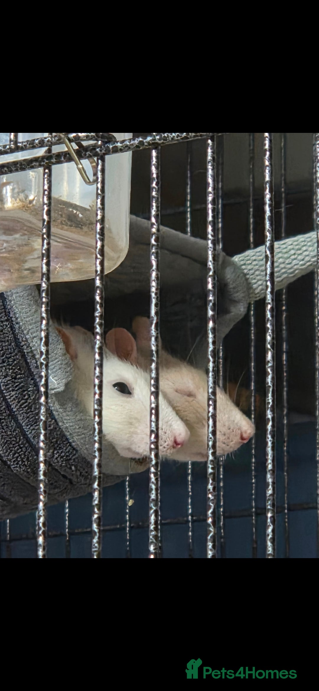 Rat rodents for sale: 4 bonded female rats  - Image 7
