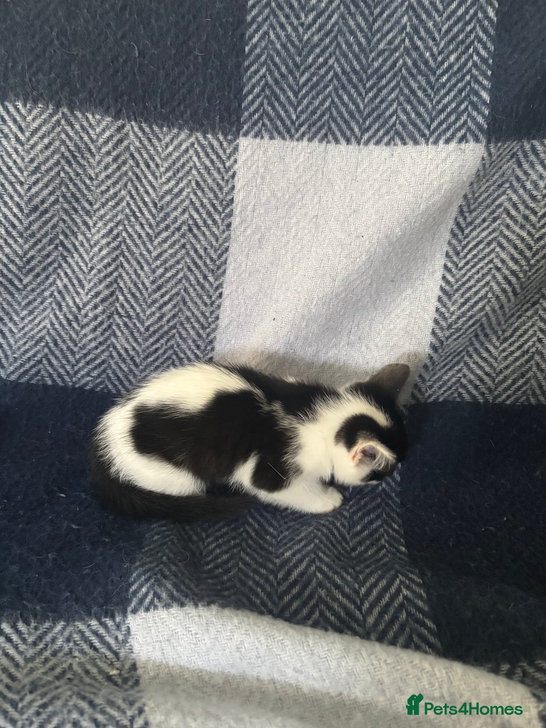 Mixed Breed cats for sale: Domestic cats  - Image 10