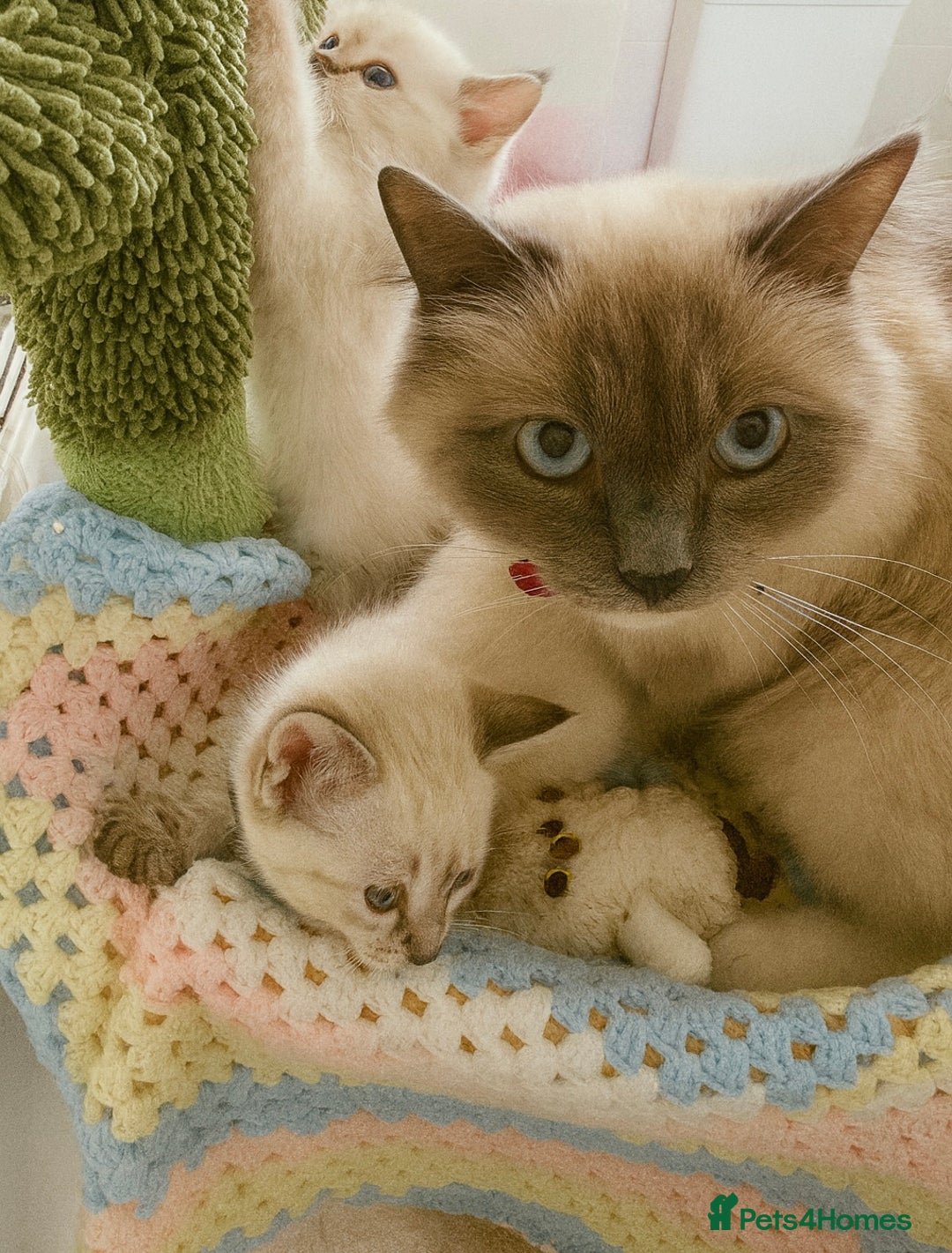 Ragdoll cats for sale: Pure Ragdoll Boys – Raised with Mum in Family Home - Image 23