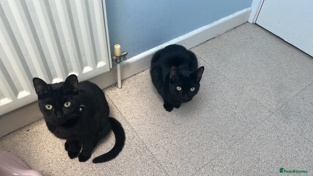 Domestic Shorthair cats for sale: Two Cats, Maisie and Luca in Ferndown - Advert 2