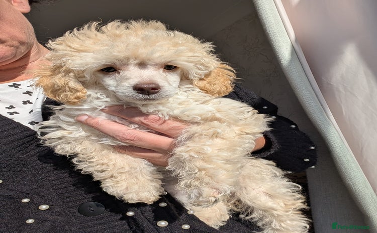 Miniature Poodle dogs - Advert 8