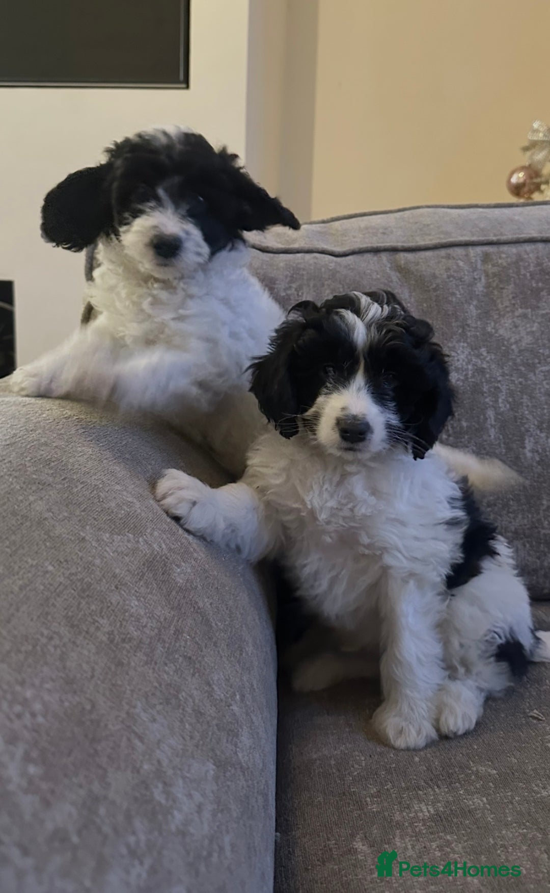 Cockapoo dogs for sale: Beautiful cockapoos for sale - Advert 15