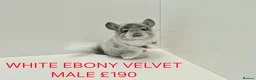 Chinchilla rodents for sale: TAME&FRIENDLY BABIES CHINCHILLA MIX COLOUR&GENDER  - Advert 10