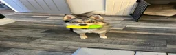 Pomsky dogs for stud: Stunning Blue-Eyed Merle Pomsky Stud  in Port Talbot - Advert 3