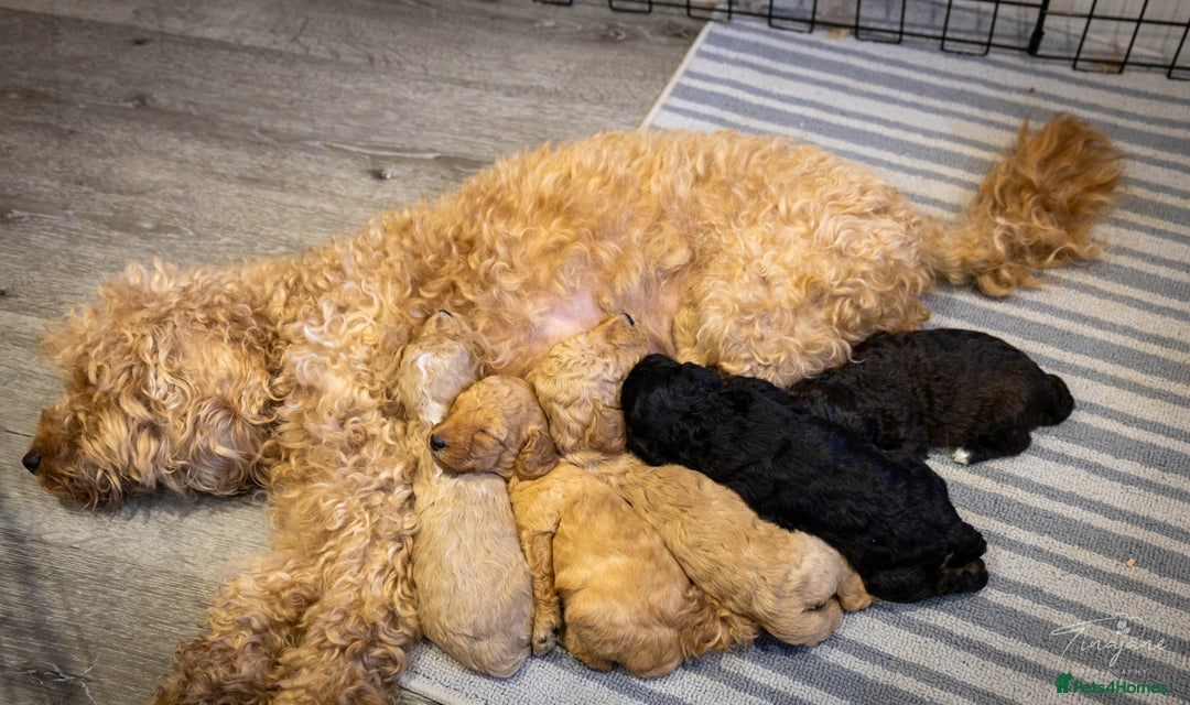 Goldendoodle dogs for sale: Mini Golden doodles - Advert 4