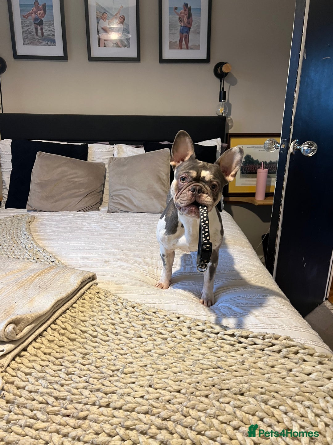 French Bulldog dogs for sale: French bulldog age 2  - Image 1
