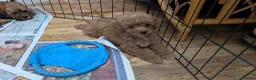 Maltipoo dogs for sale: Stunning Toy Maltipoo Puppies  - Advert 5