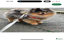 Pomeranian dogs for sale: Tiny Russian-Line Black & Tan Girls – Ready Now - Image 12