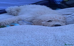 Goldendoodle dogs for stud: Multigenerational Goldendoodle for Stud  - Image 14