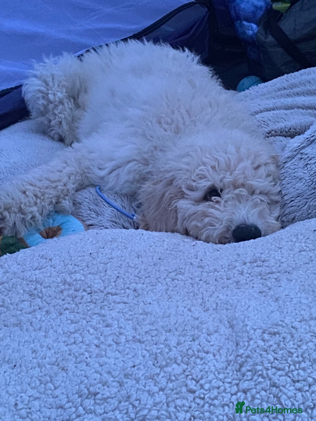 Goldendoodle dogs for stud: Multigenerational Goldendoodle for Stud  - Image 14