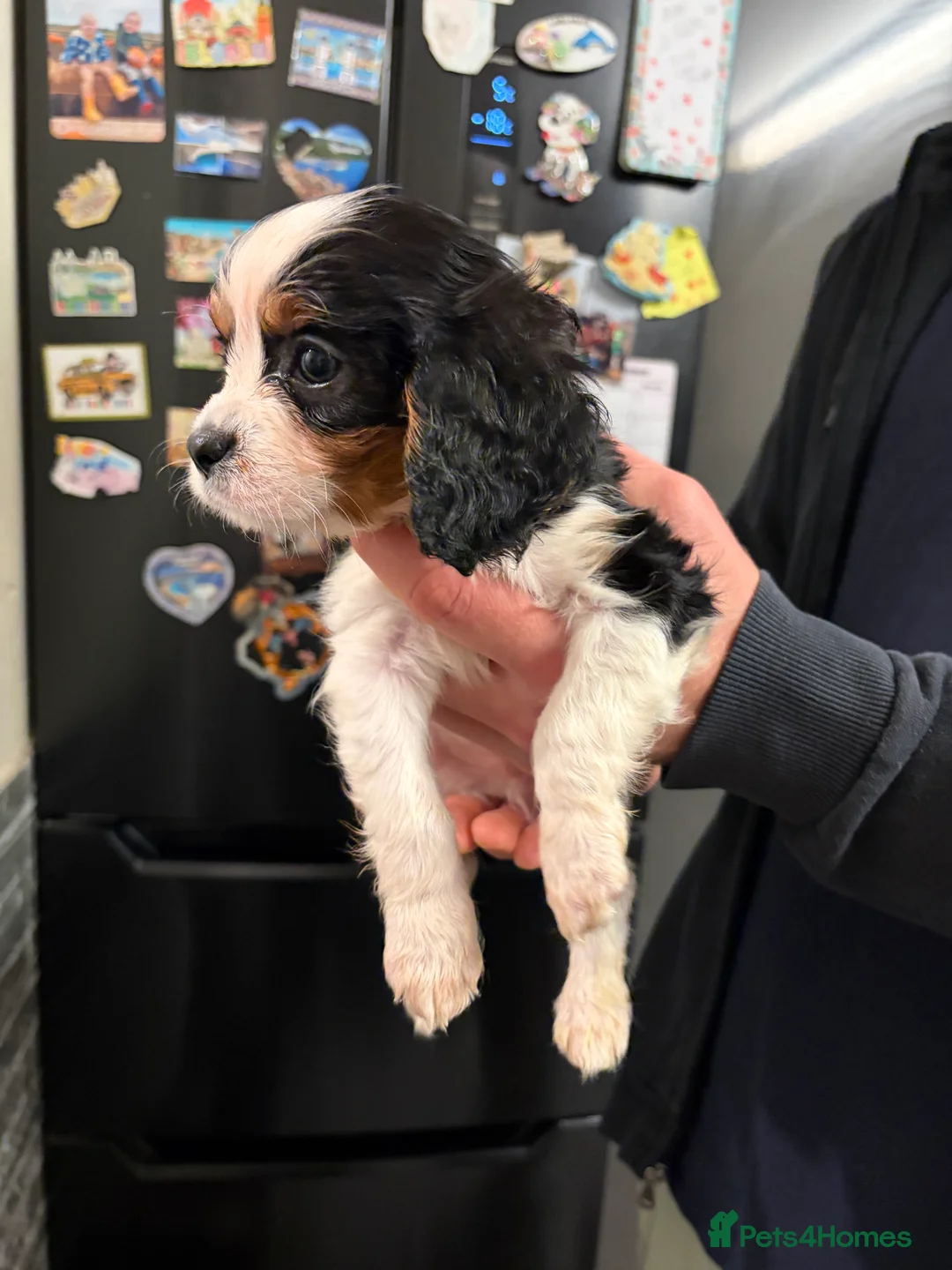 Cavalier King Charles Spaniel dogs for sale: Cavalier King Charles  - Advert 10