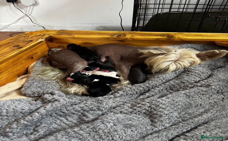 Chinese Crested dogs - Advert 1
