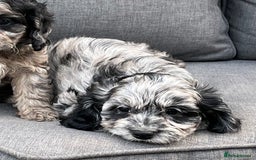 Cavapoo dogs for sale: Stunning Cavapoo puppies - Image 17