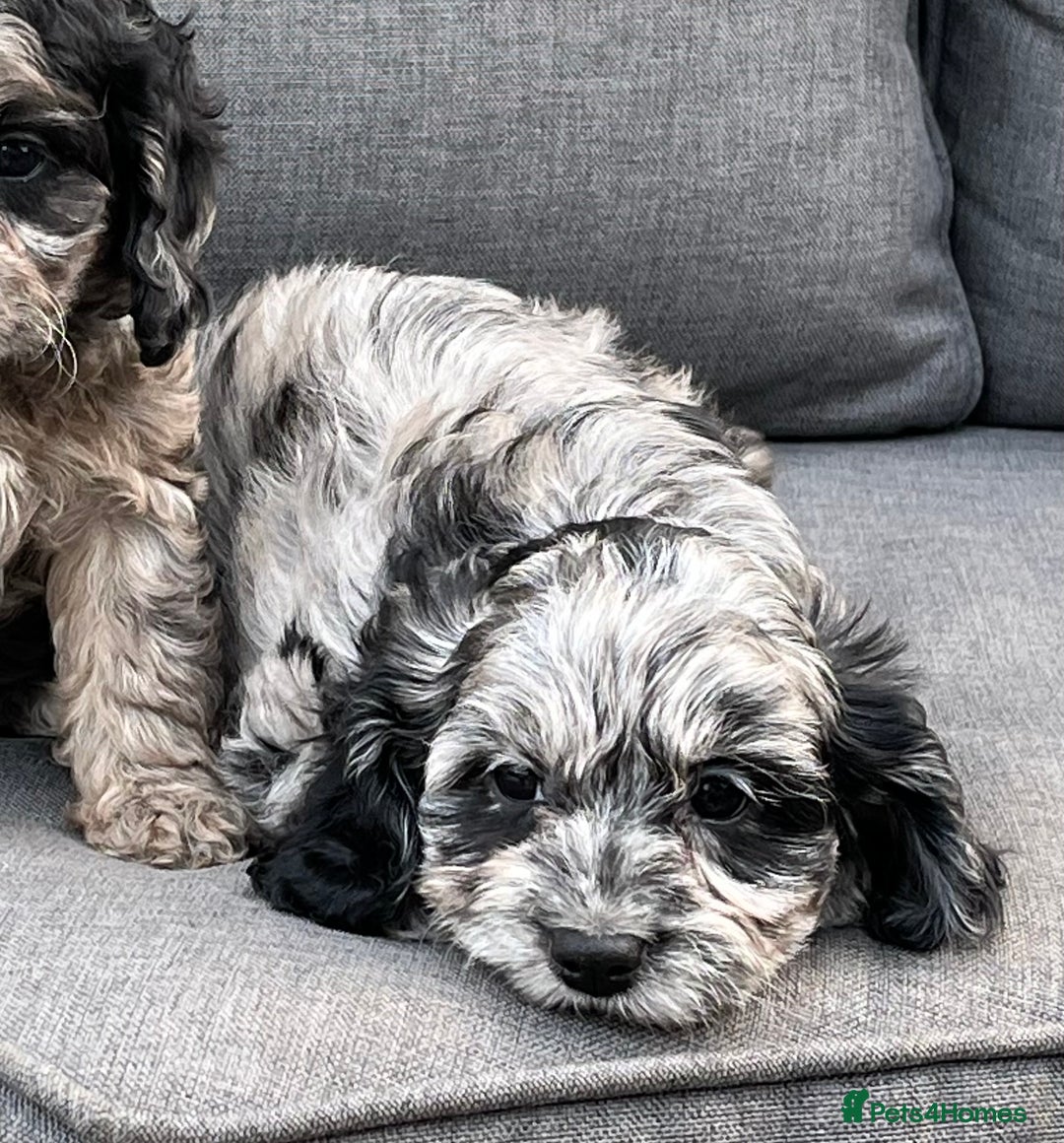 Cavapoo dogs for sale: Stunning Cavapoo puppies - Image 17