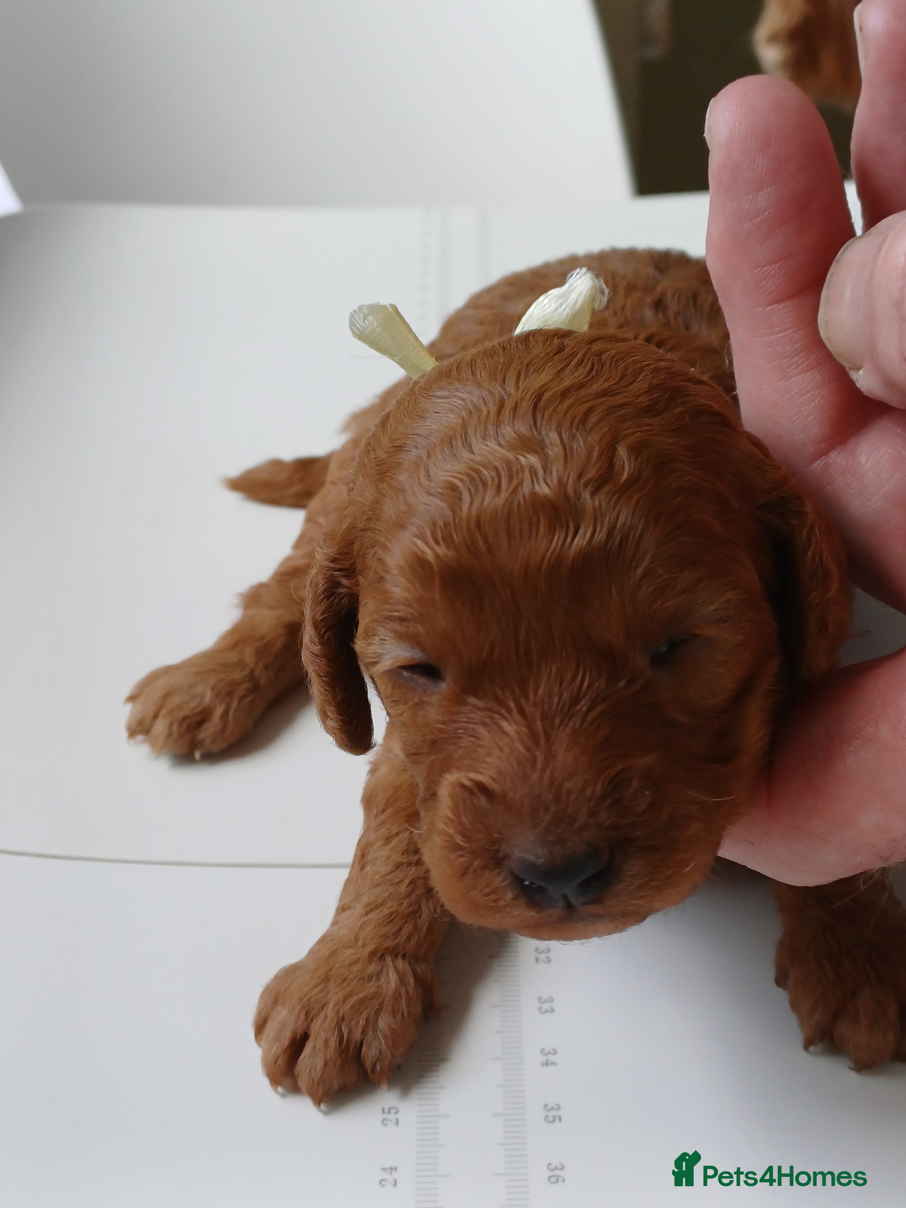Cavapoo dogs Heslth-Tested Cavapoos-Raised with ENS & ESI   - Advert 2