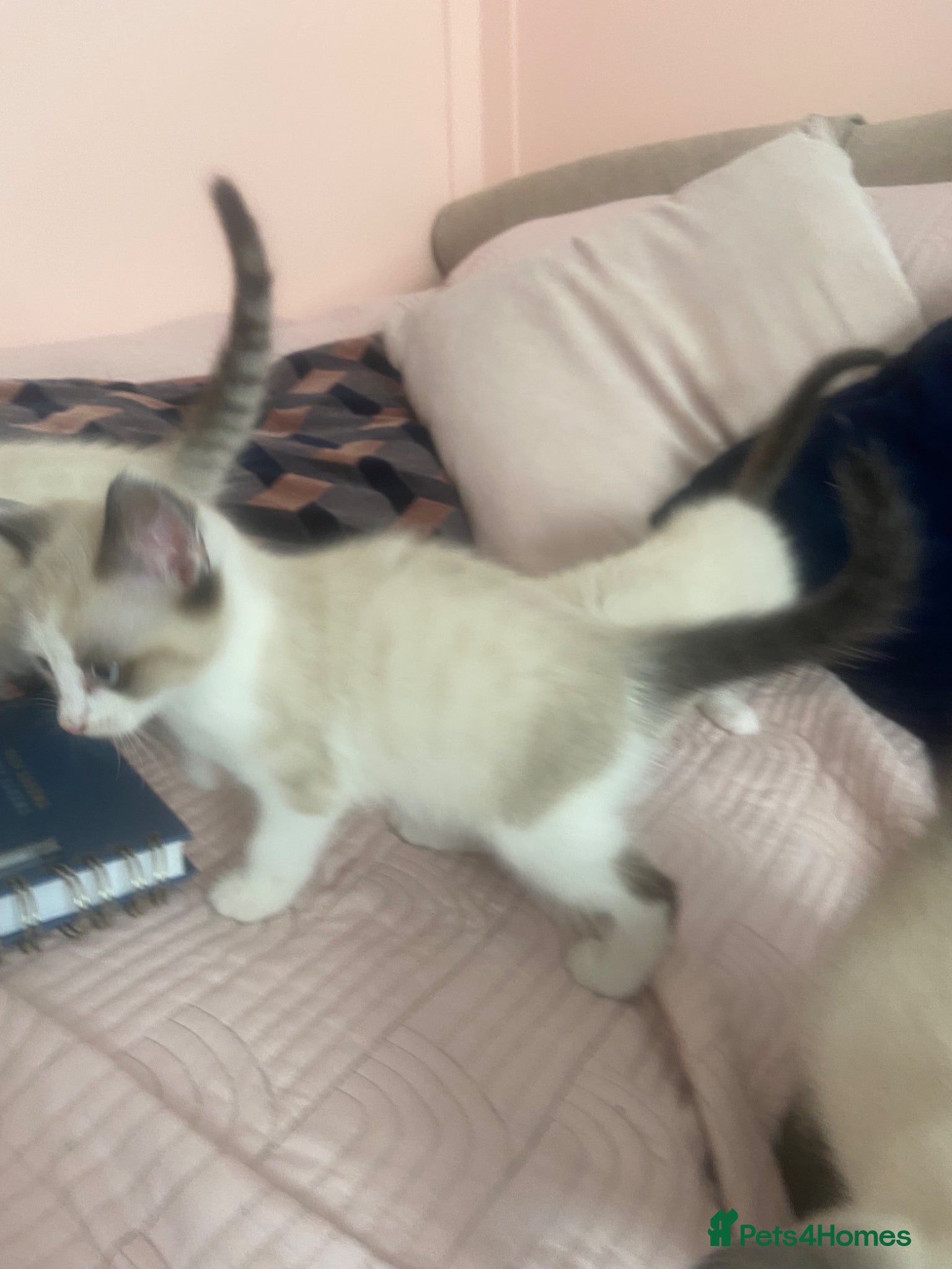 Ragdoll cats Beautiful ragdoll kittens last one girl - Advert 2