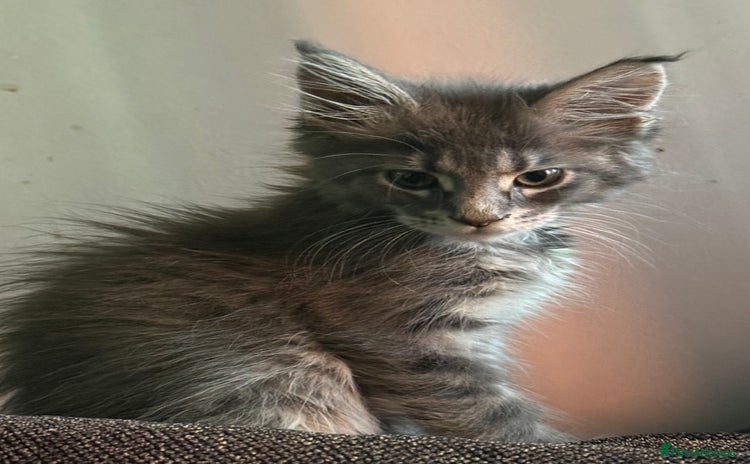 Maine Coon cats - Advert 3