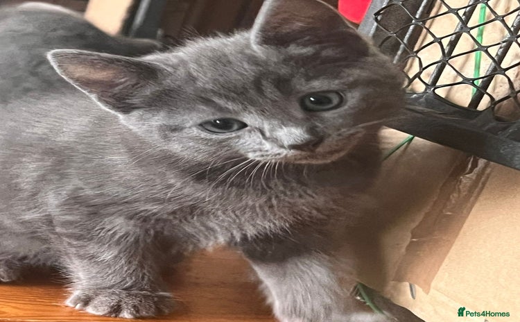 Mixed Breed cats - Advert 1