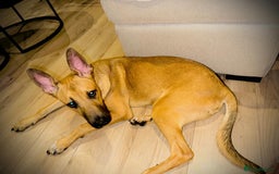 Mixed Breed dogs for sale: Belgian Shepherd (Malinois) for Sale - Image 4
