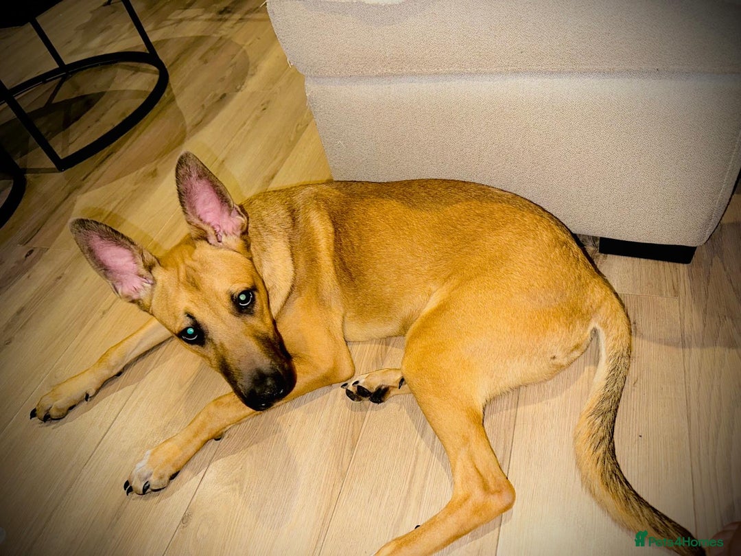 Mixed Breed dogs for sale: Belgian Shepherd (Malinois) for Sale - Image 4