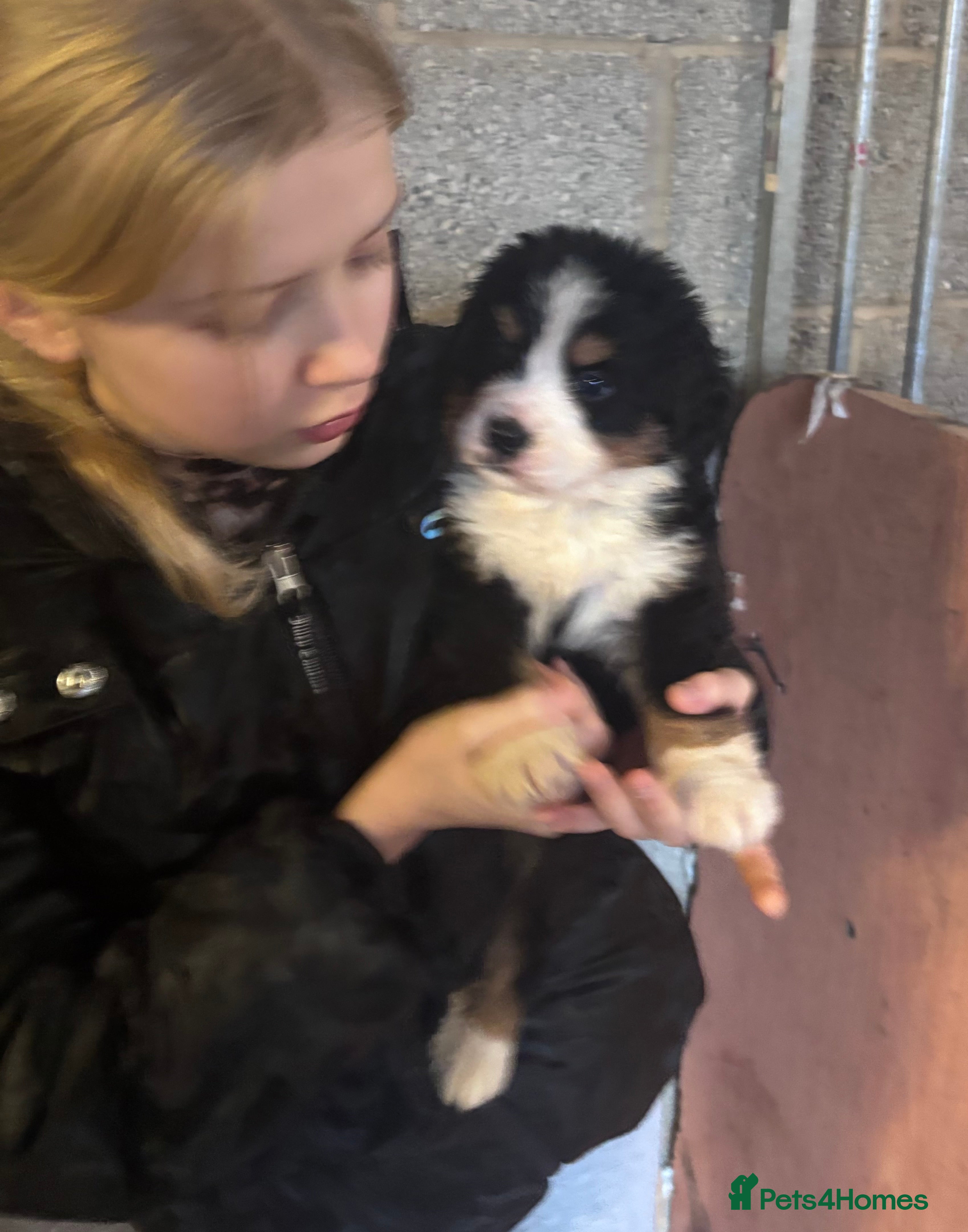 Bernese Mountain Dog dogs BMD Puppies Boy available Ready 24/12 - Advert 2