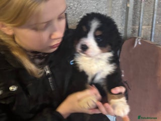 Bernese Mountain Dog dogs BMD Puppies Boy available Ready 24/12 - Advert 15