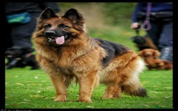 German Shepherd dogs for sale: German Shepherd Puppies - Image 4