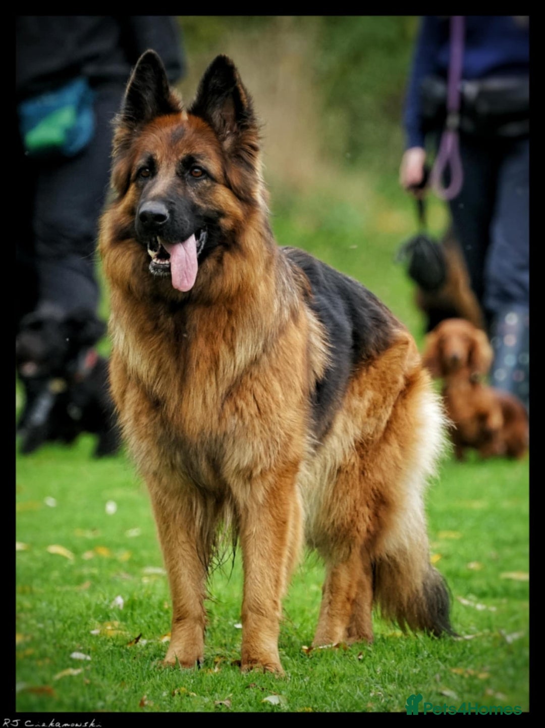 German Shepherd dogs for sale: German Shepherd Puppies - Image 4