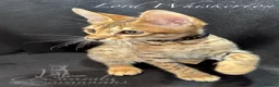 Savannah cats for sale: 2 and 3 months old. Tica Regist. Savannahs - Advert 4