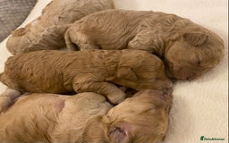 Cavapoo dogs for sale: Gorgeous Teddybear Cavapoo Puppies health checked  - Advert 31