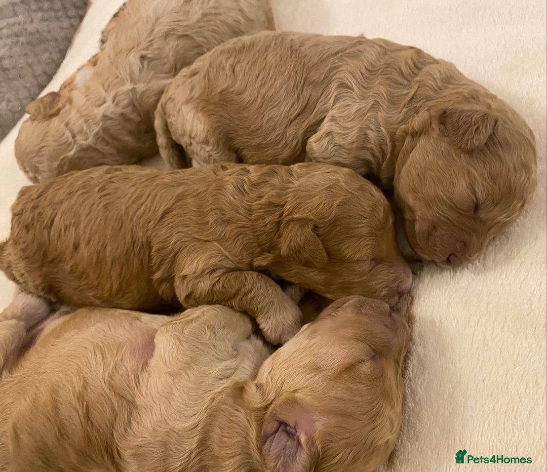 Cavapoo dogs for sale: Gorgeous Teddybear Cavapoo Puppies health checked  - Advert 31