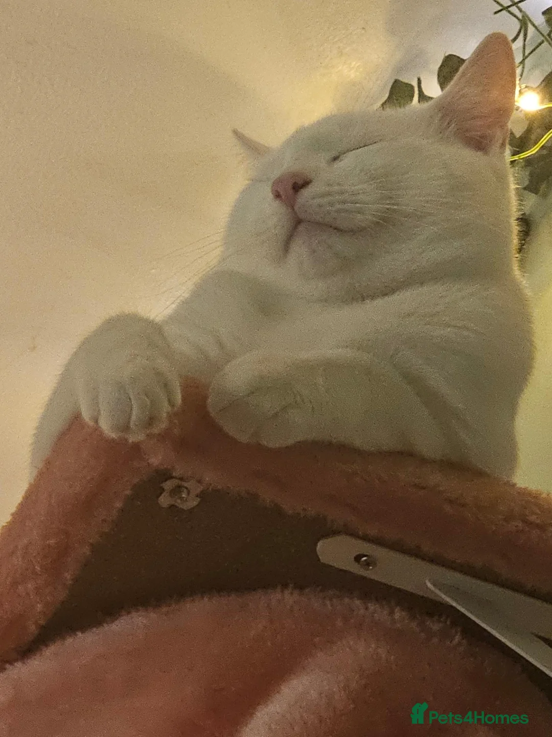 Domestic Shorthair cats for sale: Adoring all white boy - Advert 2