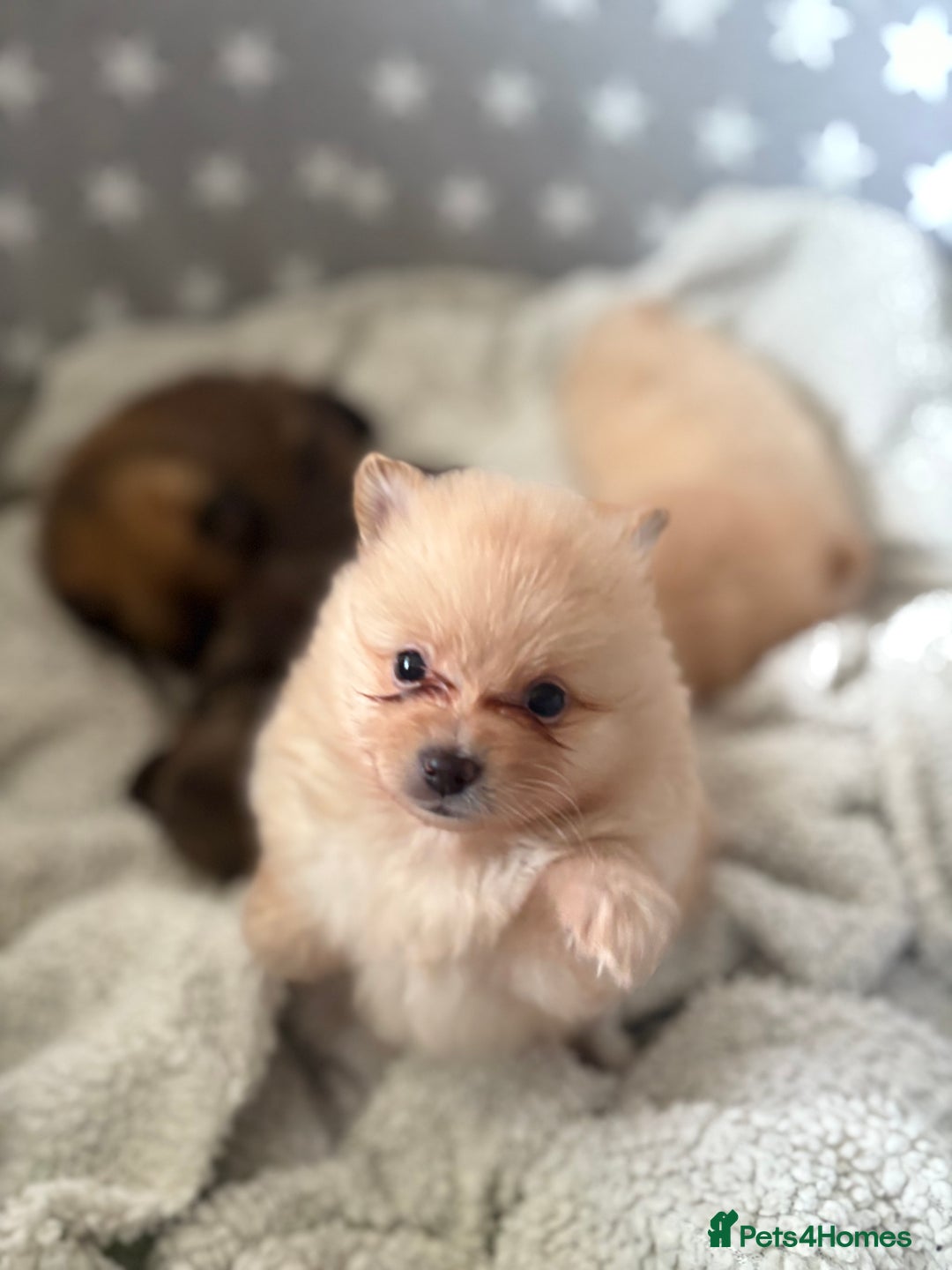 Pomeranian dogs for sale: ** Pomeranian Puppies 🐶🤍🐻🤎 - Image 9