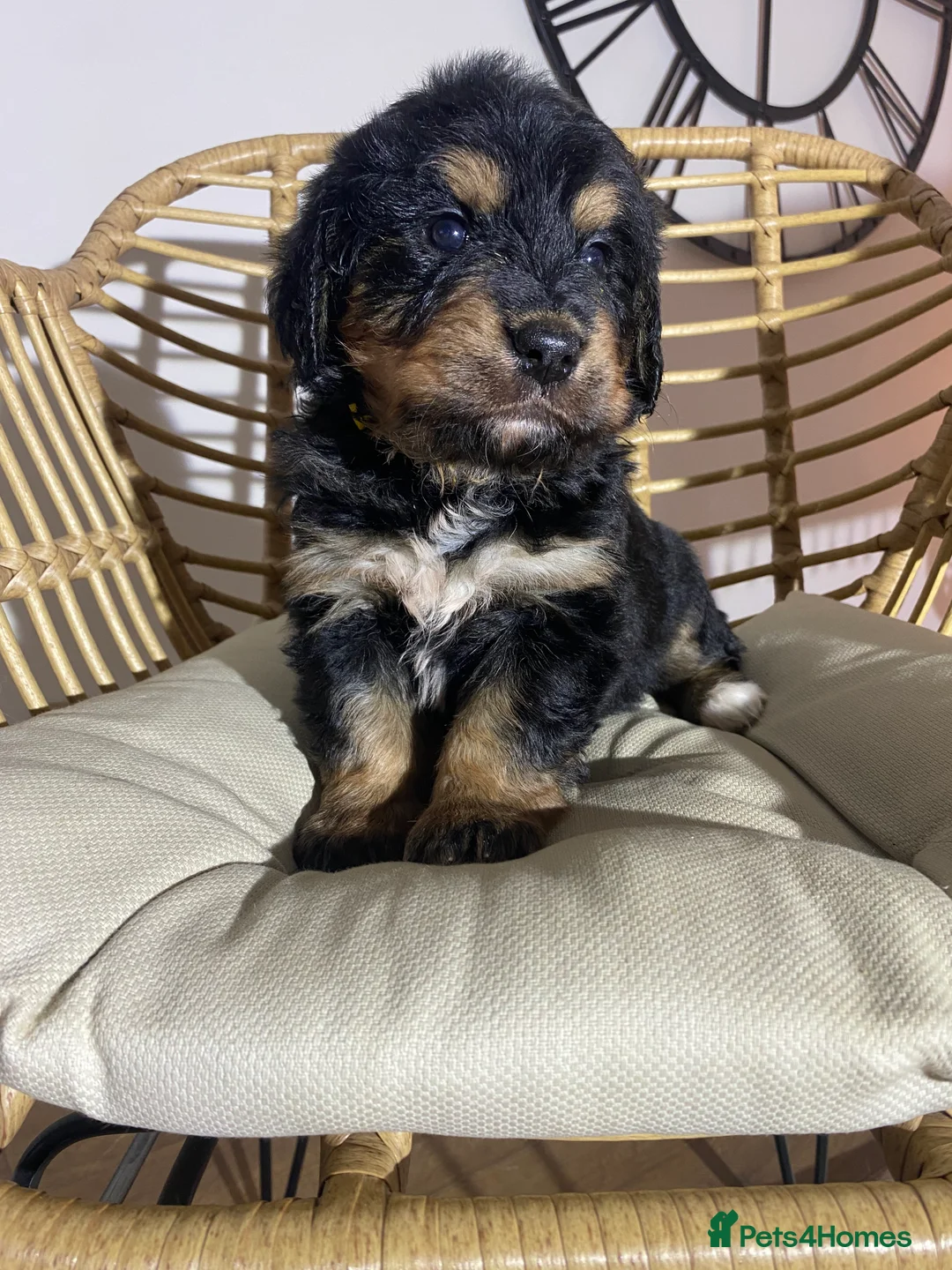 Mixed Breed dogs for sale: Golden Bernese Puppies 🖤🤍🤎 - Advert 12