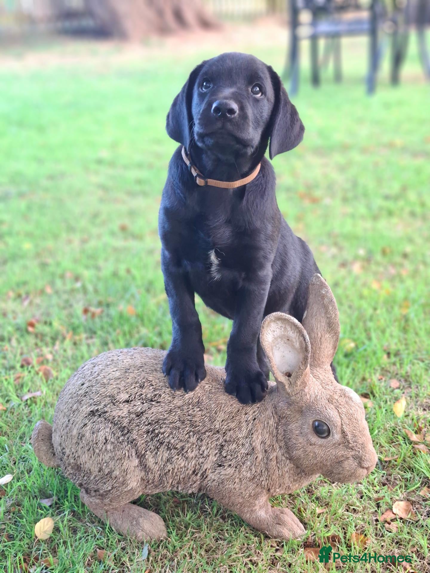 Labrador Retriever dogs Stunnning KC registered puppies. Ready to leave. - Advert 8