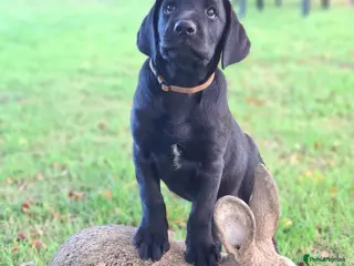 Labrador Retriever dogs Stunnning KC registered puppy... - Advert 2