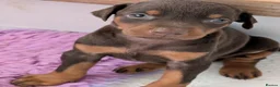 Dobermann dogs for sale: Beautiful KC Doberman Pups - Advert 1