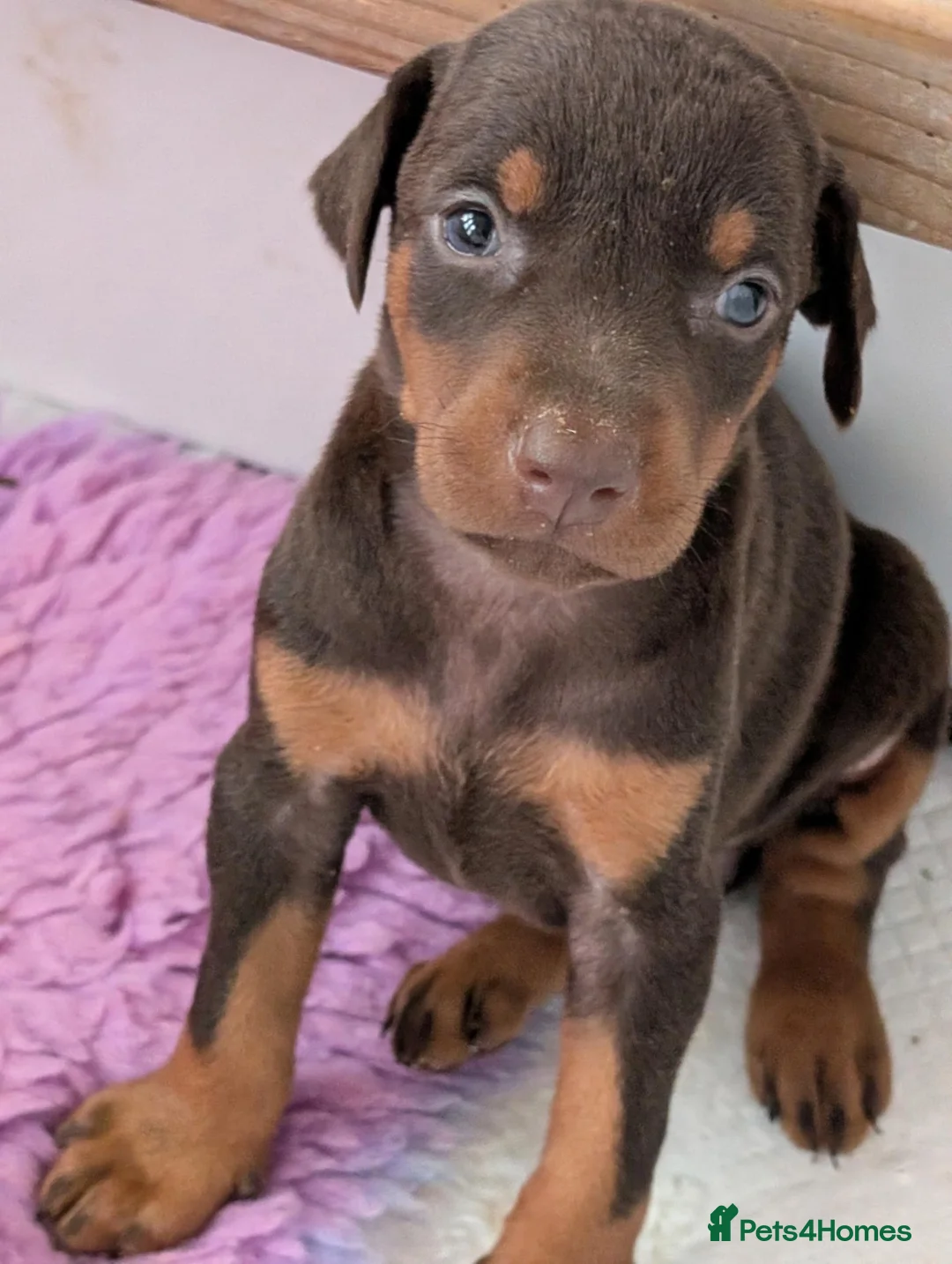Dobermann dogs for sale: Beautiful KC Doberman Pups - Advert 1