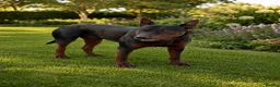 Chinese Red Dog dogs for stud: CHINESE RED DOG STUD ( ACE ) 🇨🇳🇨🇳 - Advert 8