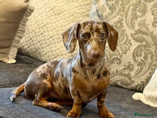 Miniature Dachshund dogs Chocolate Dapple Miniature Dachshund for Stud - Advert 1