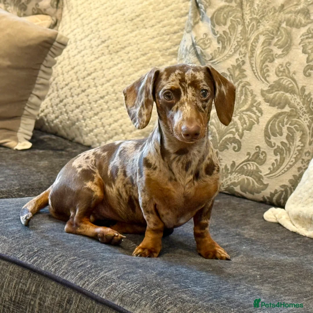 Miniature Dachshund dogs for stud: Chocolate Dapple Miniature Dachshund for Stud - Advert 1