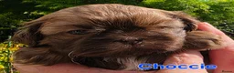 Shih Tzu dogs for sale: Stunning KC registered Imperial Shih Tzu puppies - Advert 25