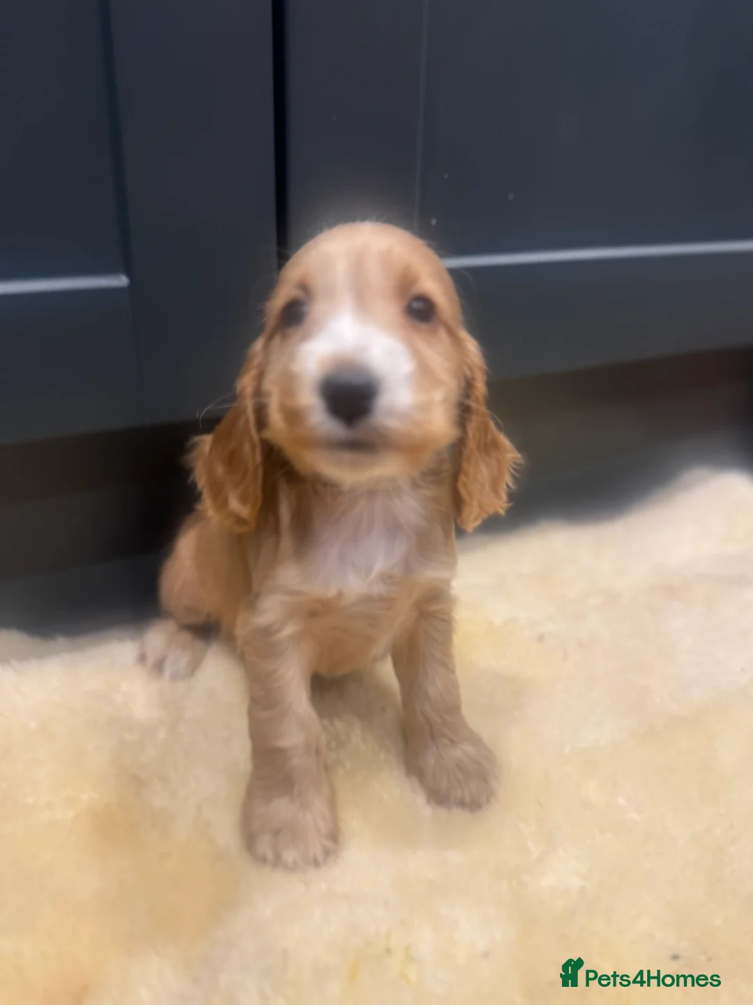 Cocker Spaniel dogs for sale: Gorgeous golden Show Cocker spaniel Litter  - Advert 11