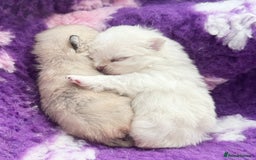 Pomeranian dogs for sale: Bridgerton KC Teddy Bear Faced Pomeranians - Image 7