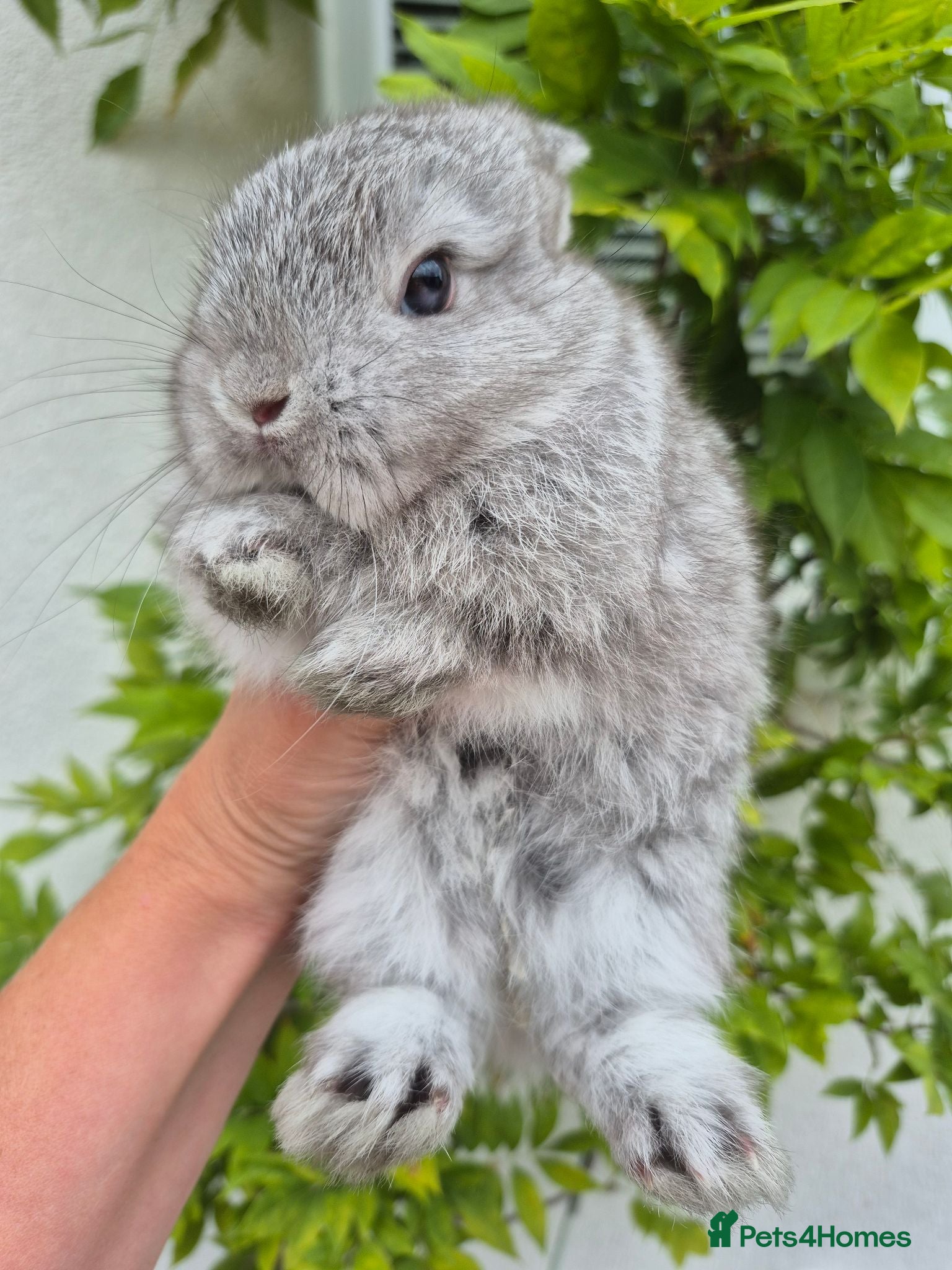 Dwarf Lop rabbits Dwarf lops - Advert 2