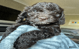 Cockapoo dogs for sale: Beautiful Thick coated Fluffy F1 Toy Cockapoo pups - Advert 29