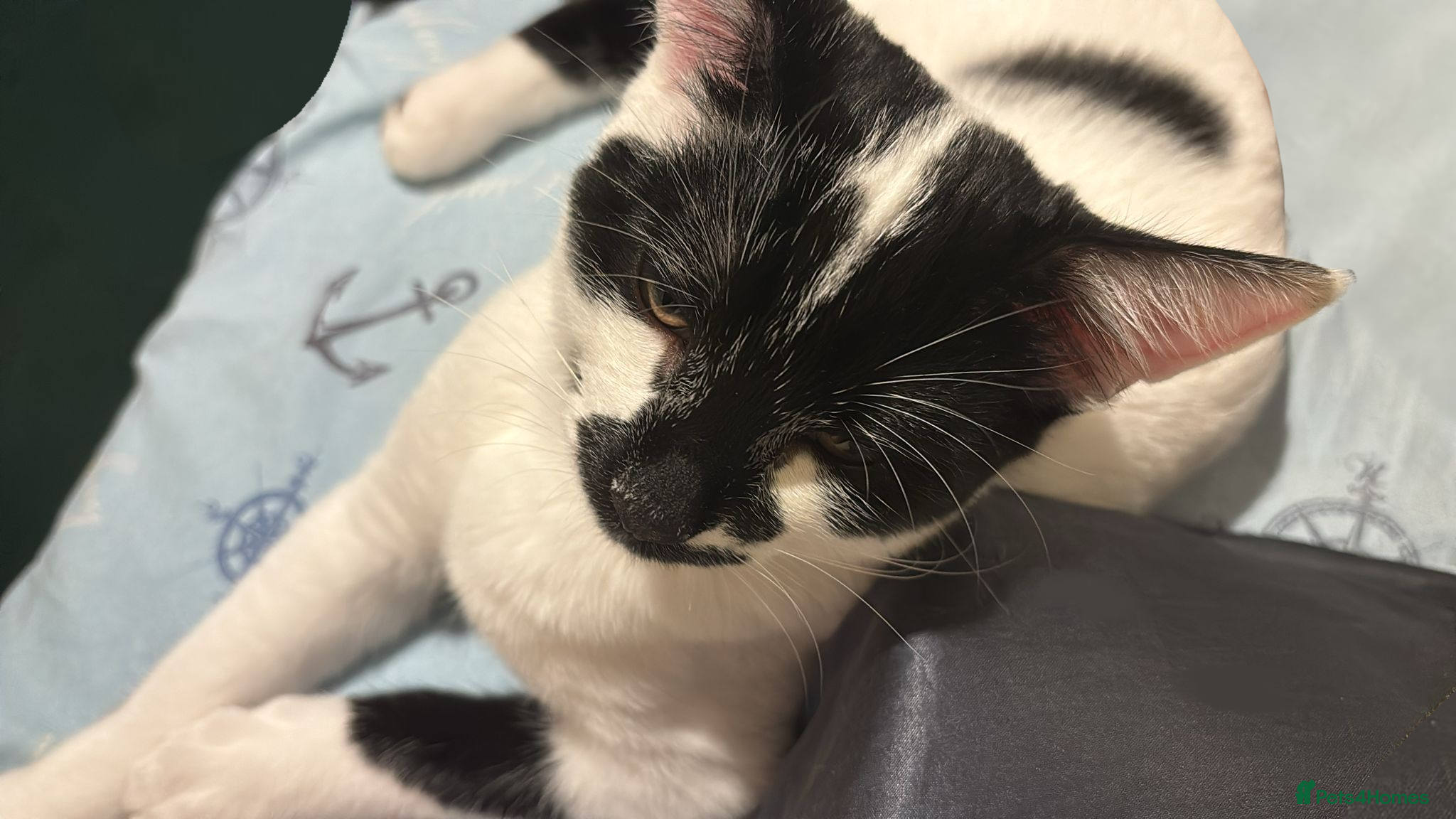 Mixed Breed cats Male cat for sale - Advert 2