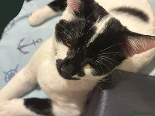 Mixed Breed cats Male cat for sale - Advert 2