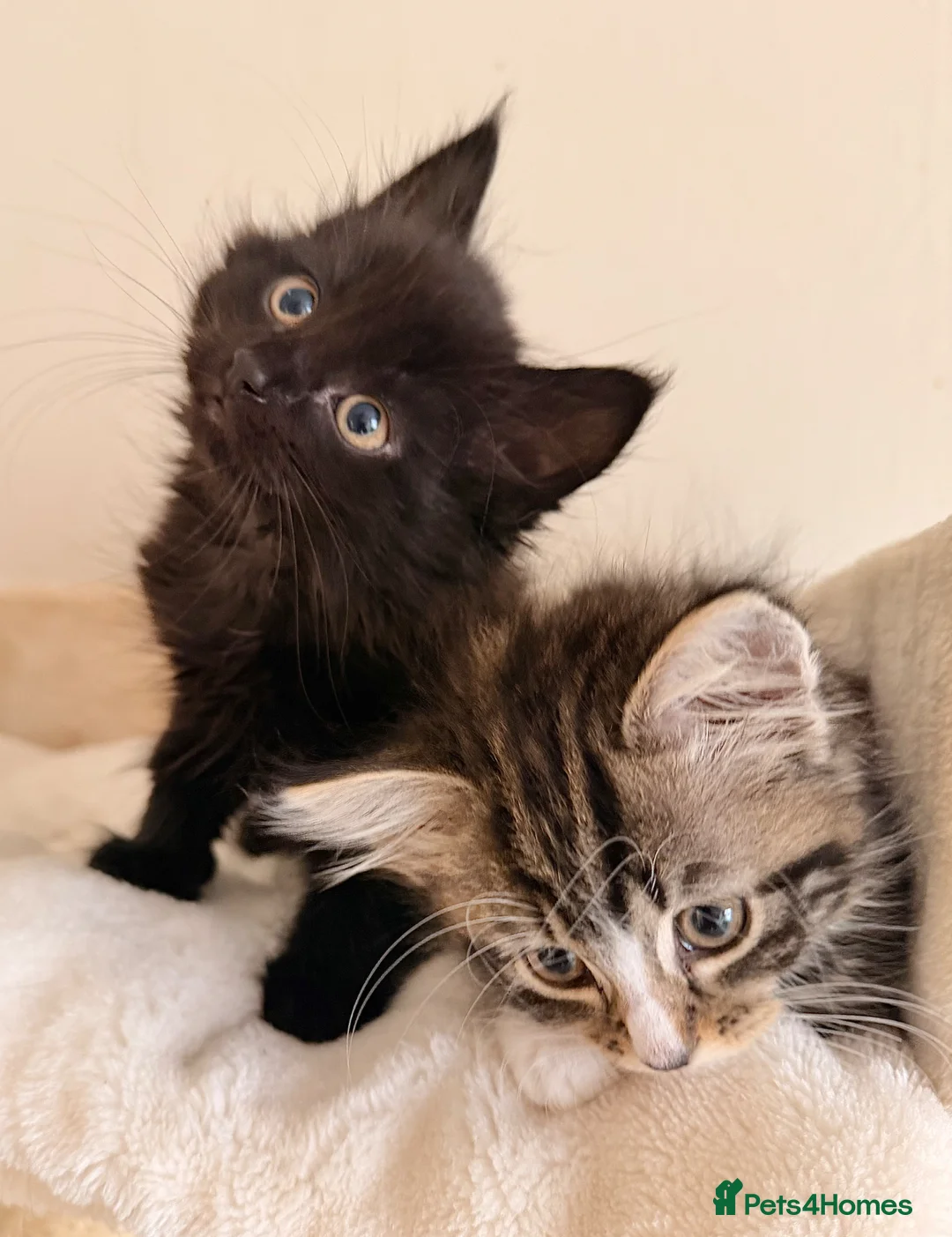 Mixed Breed cats for sale: Maine Coon X Ragdoll Kittens - Advert 2