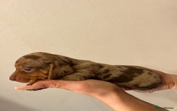 Miniature Dachshund dogs for sale: gorgeous dachshund puppy 🐶🐾 - Image 9